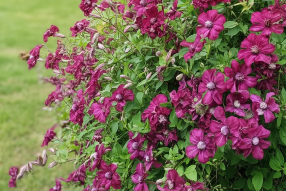 Клематіс Пурпуреа Плена Елеганс / Clematis Purpurea Plena Elegans