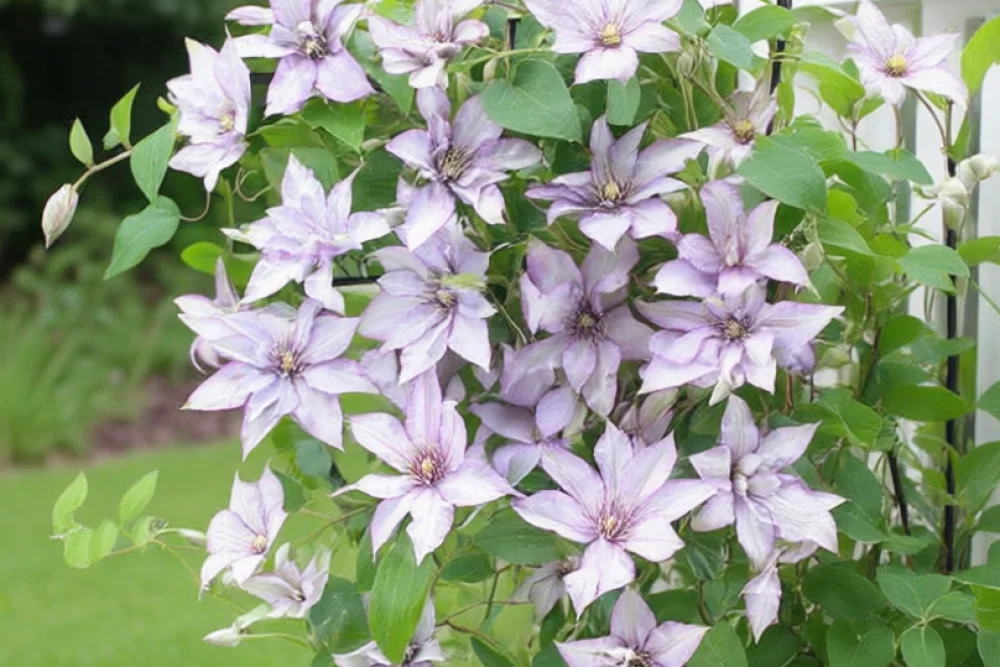 Клематіс Самарітан Джо / Clematis Samaritan Jo