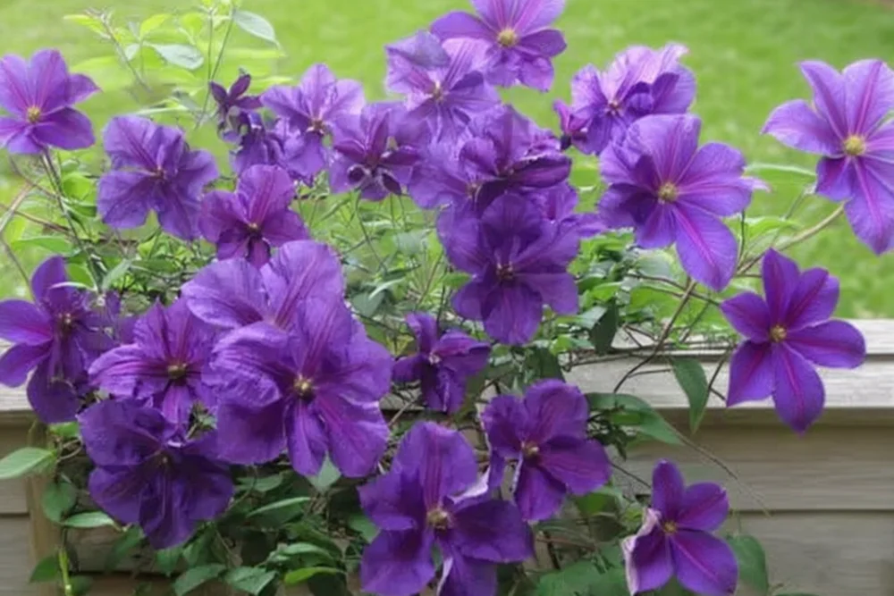 Клематіс Вікторія / Clematis Victoria