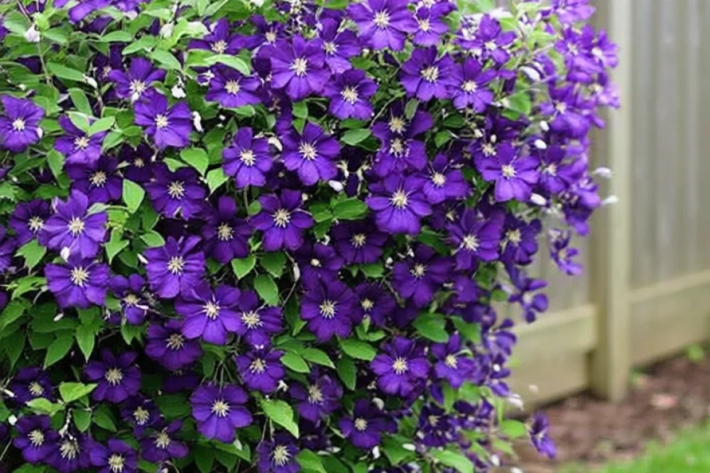 Клематіс Віола / Clematis Viola