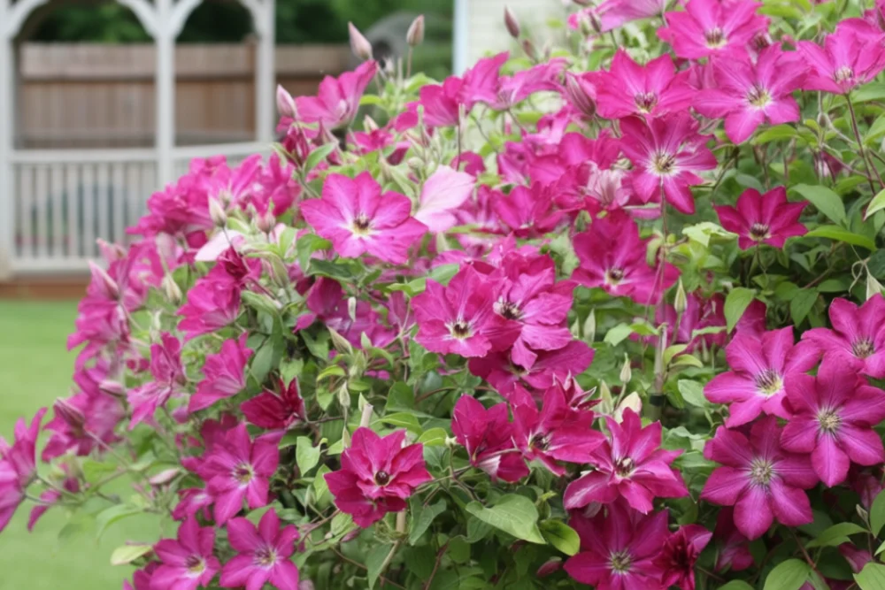 Клематіс Віва Полонія / Clematis Viva Polonia