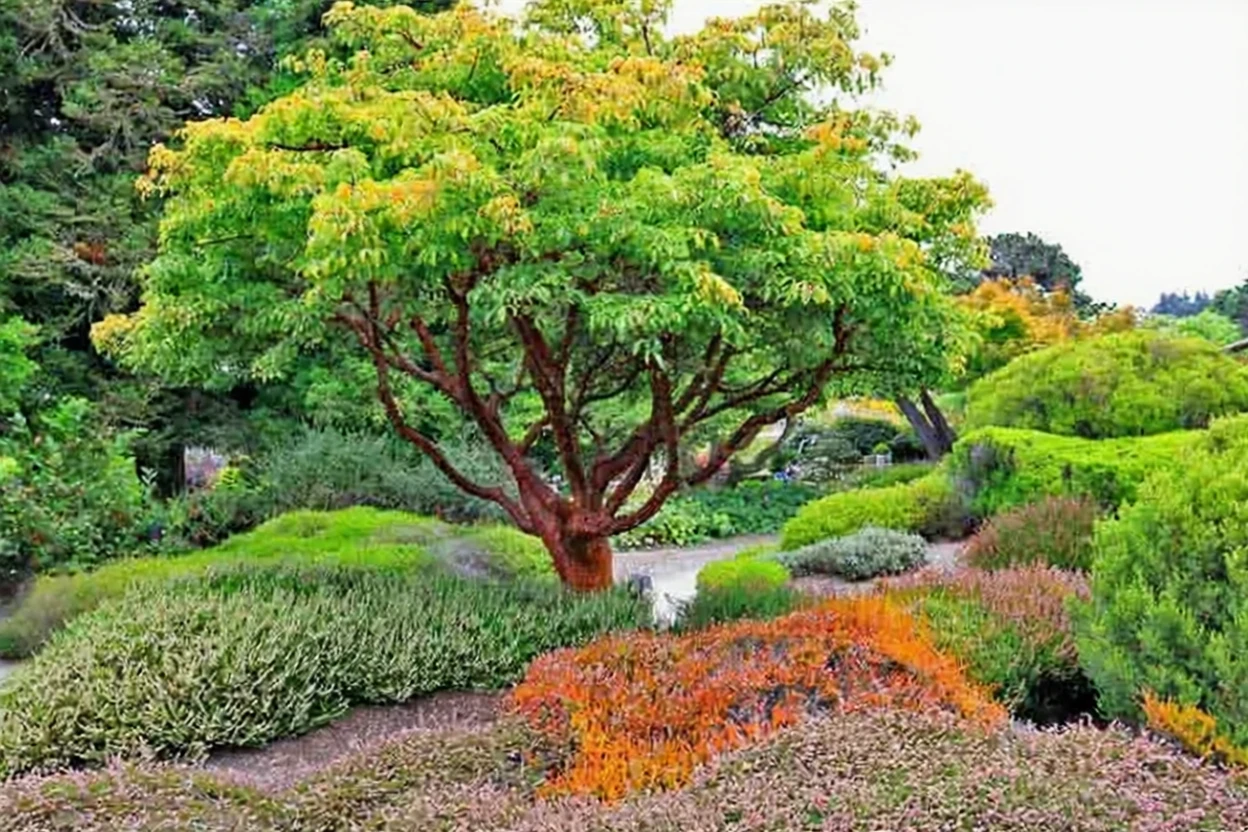 Клен паперовокорий / Acer griseum