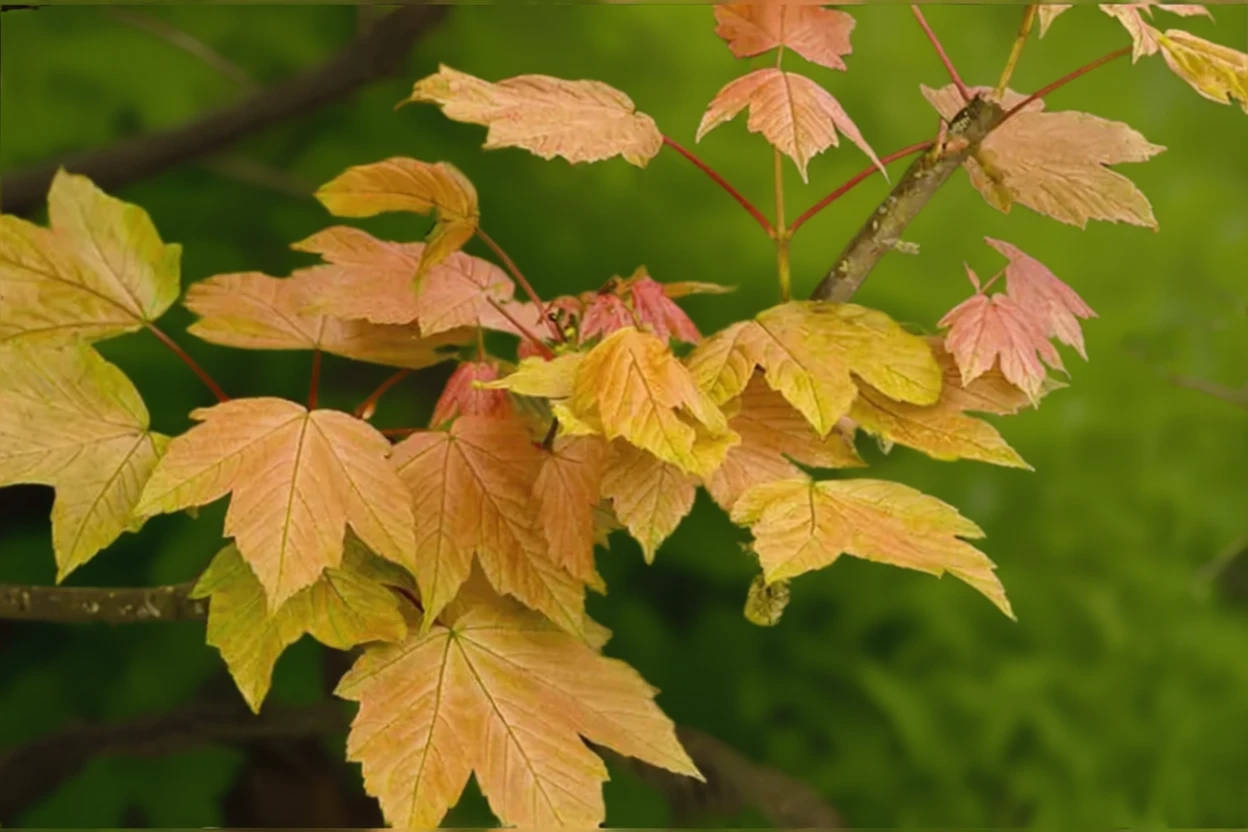 Клен псевдоплатановий Брілліантіссімум
