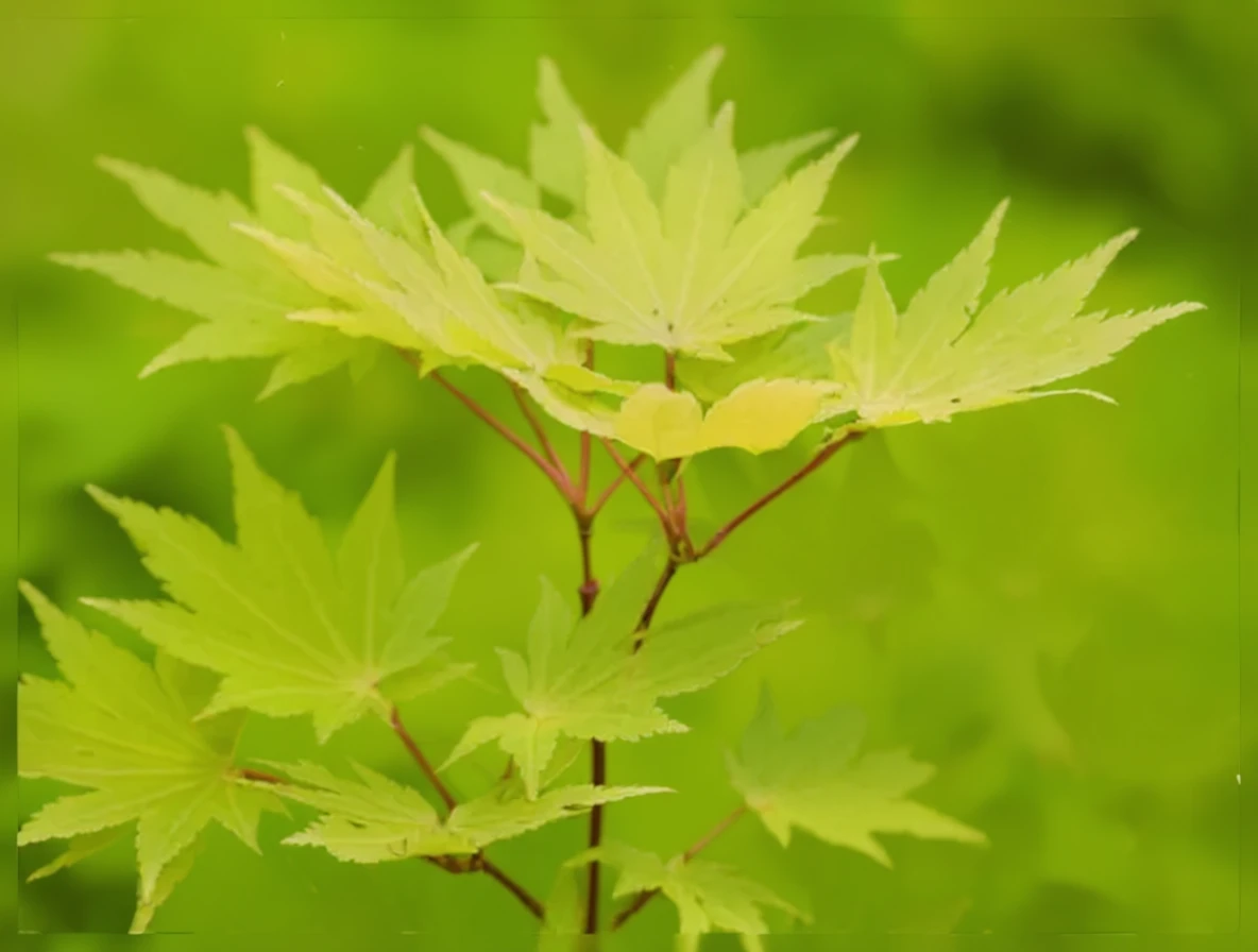 Клен Шірасави Джордан / Acer shirasawanum Jordan