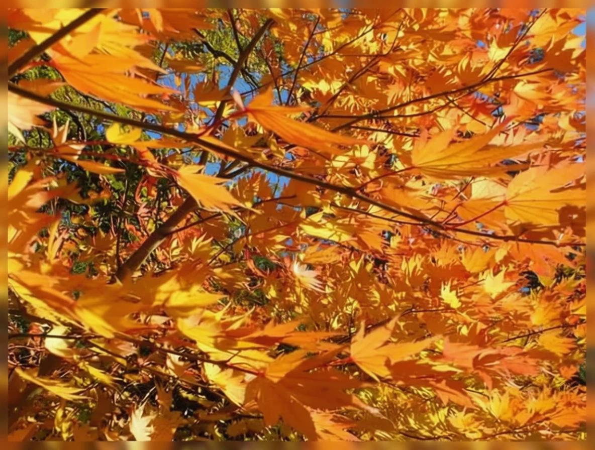 Клен Шірасави Джордан