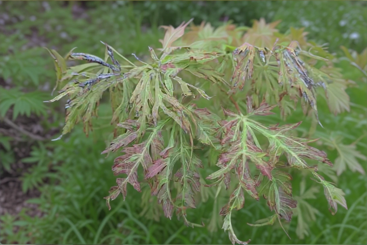 Kawaii acer shirasawanum / Клен Шірасави каваї