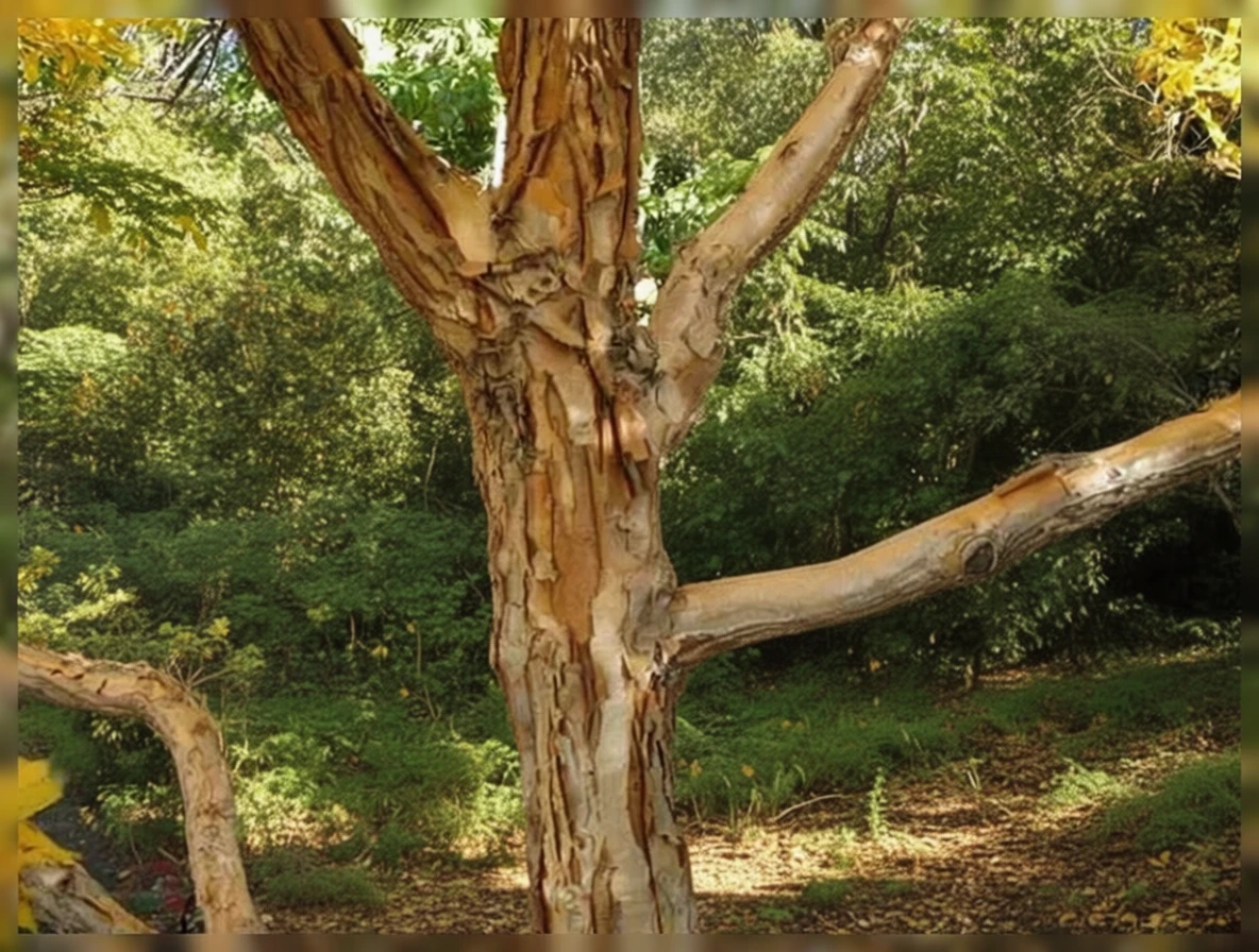 Клен триквітковий / Acer triflorum