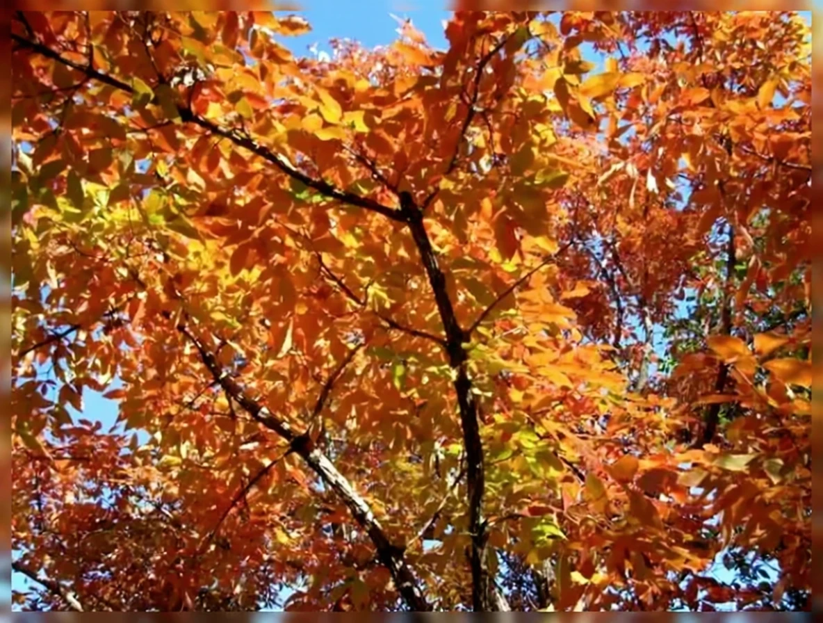 Клен триквітковий