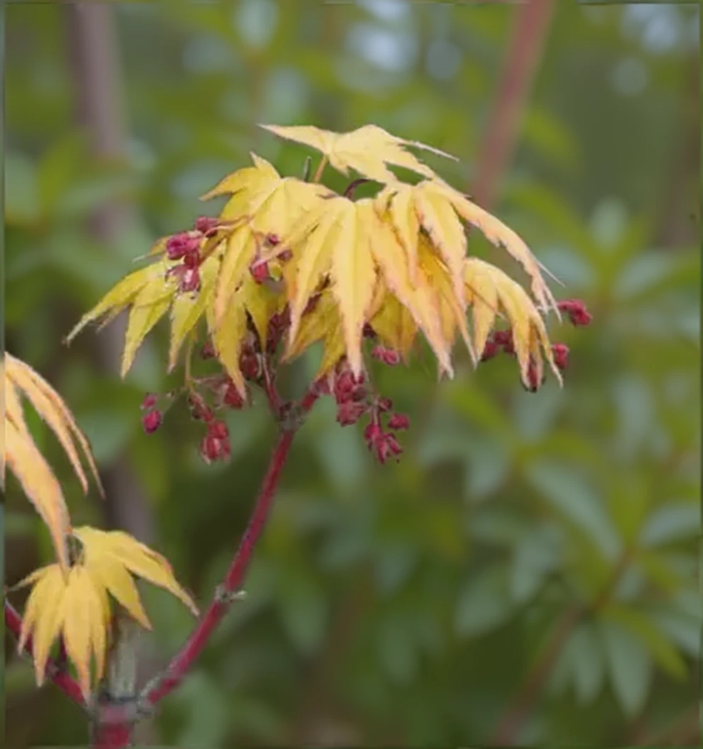 Клен японський Ака Кава Хіме / Acer palmatum Aka Kawa Hime