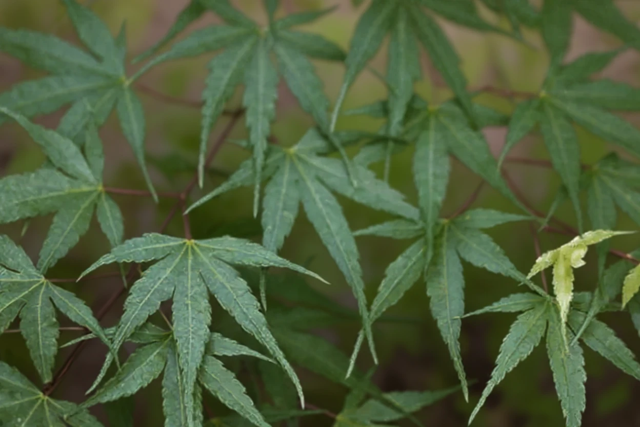 Клен японський Аракава