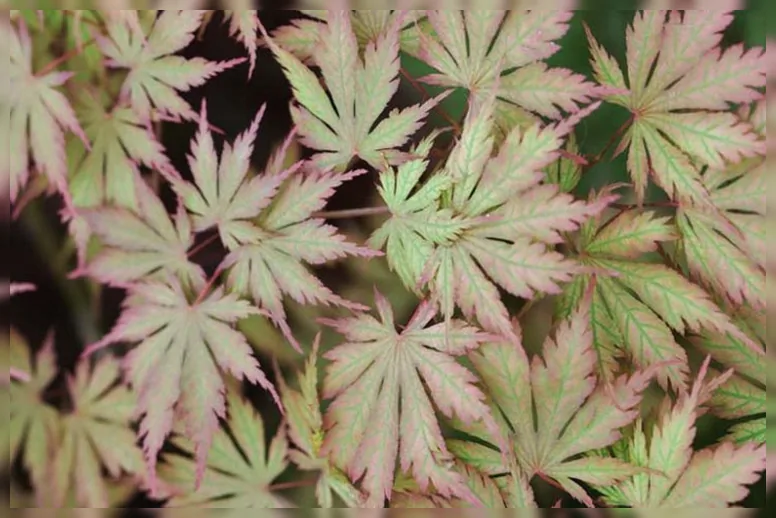 Клен японський Аріадне