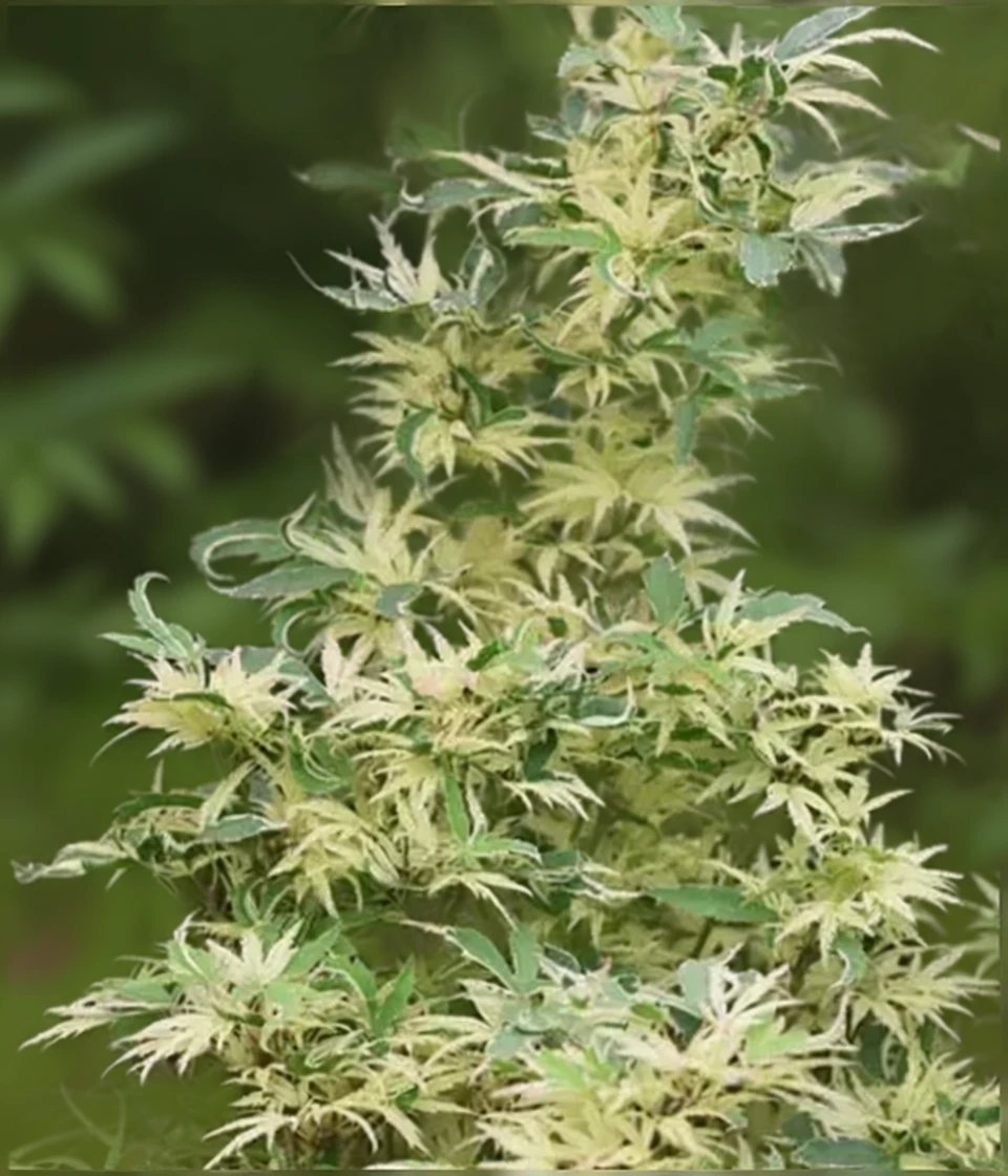 Клен японський Батерфляй / Acer palmatum Butterfly