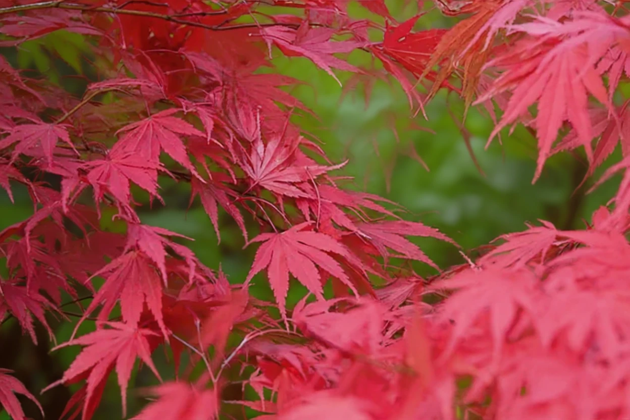 Чітосе-Яма клен японський / Acer palmatum chitose-yama