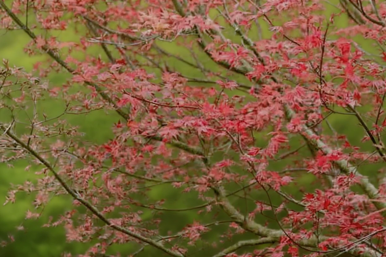 Клен японський Дешойо / Acer palmatum Deshojo