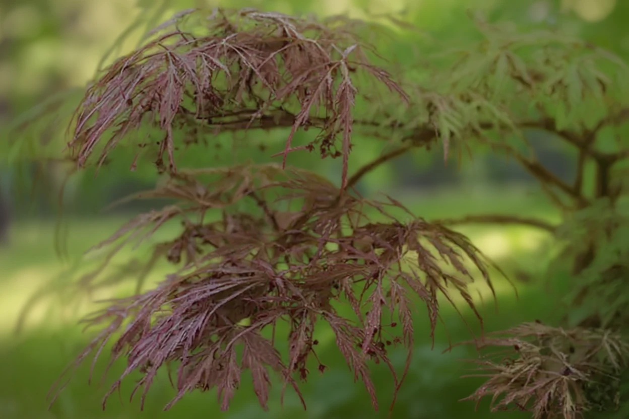 Клен японський Дізсектум Атропурпуреум