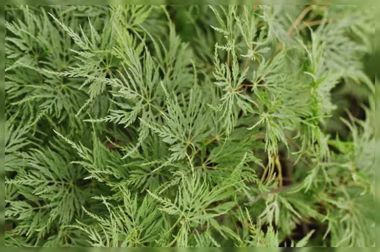 Клен японський Емеральд Лейс