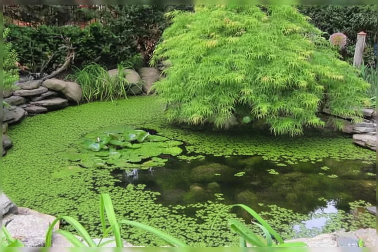 Клен японський Емеральд Лейс