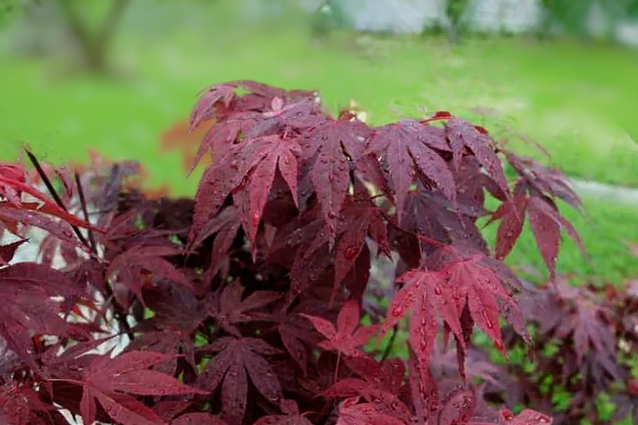 Емперор І клен японський / Acer palmatum emperor i