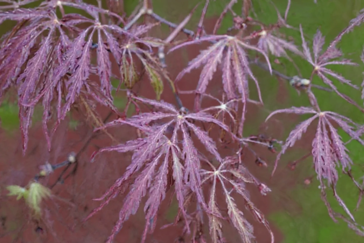 Клен японський Гарнет