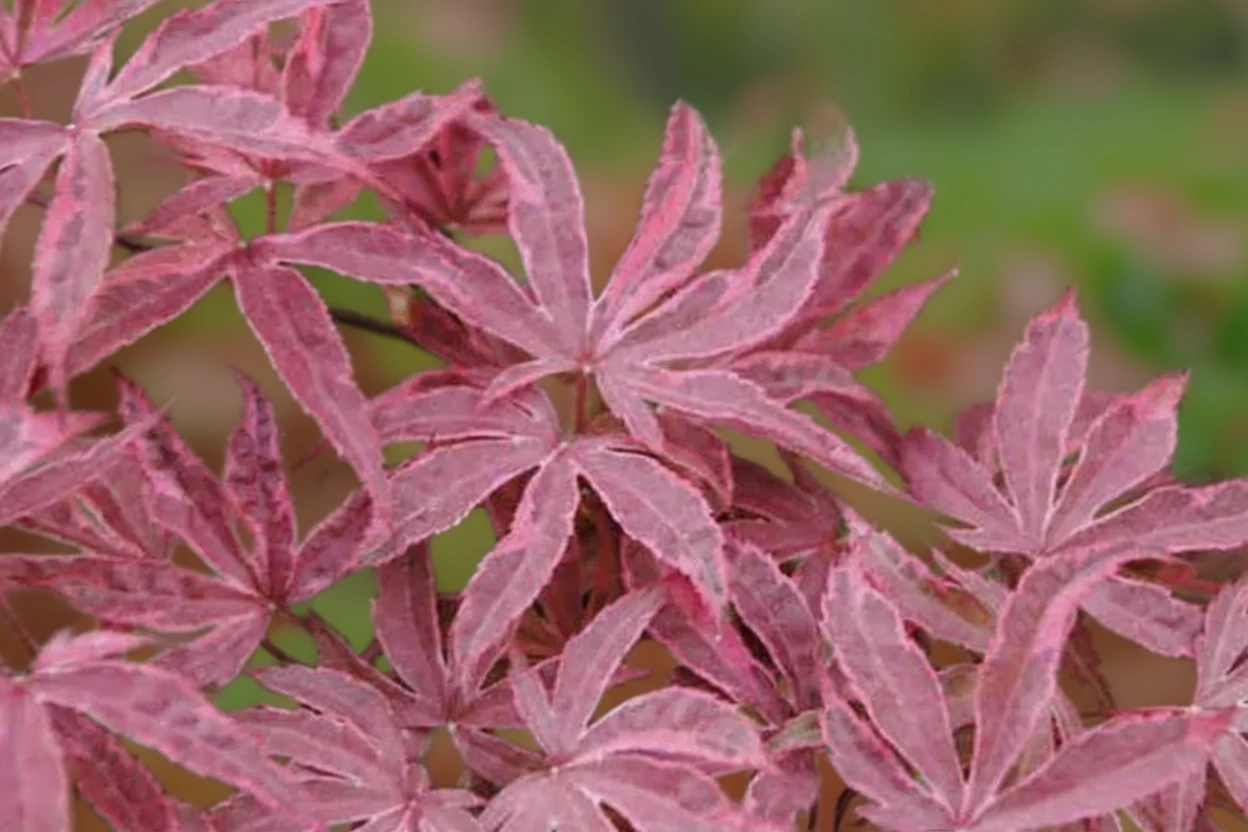 Клен японський Гейша Гон Вайлд