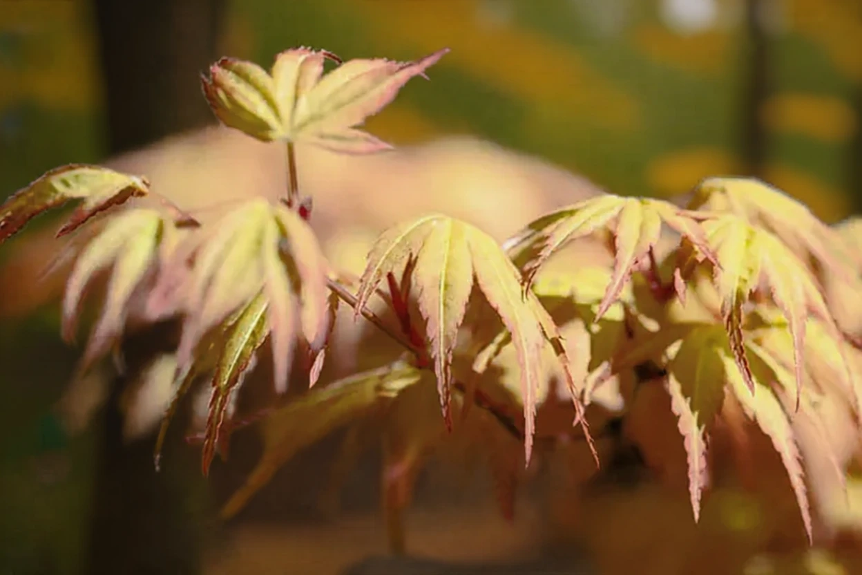 Клен японський Кацура