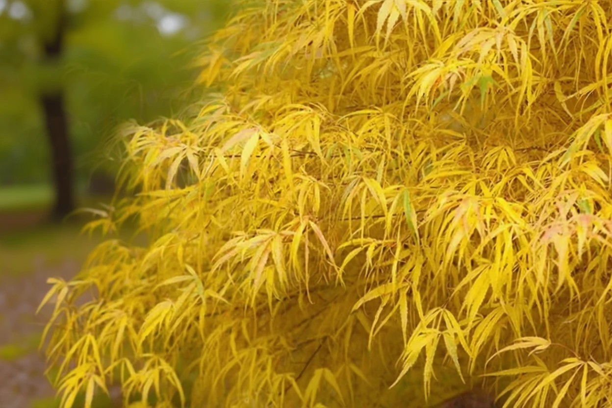 Клен японський Кото-но-іто