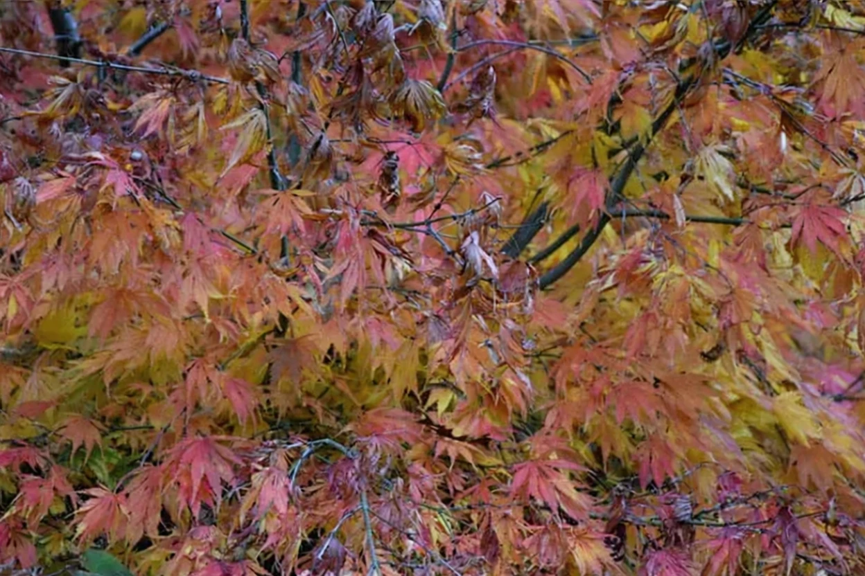 Клен японський Омуре-Яма