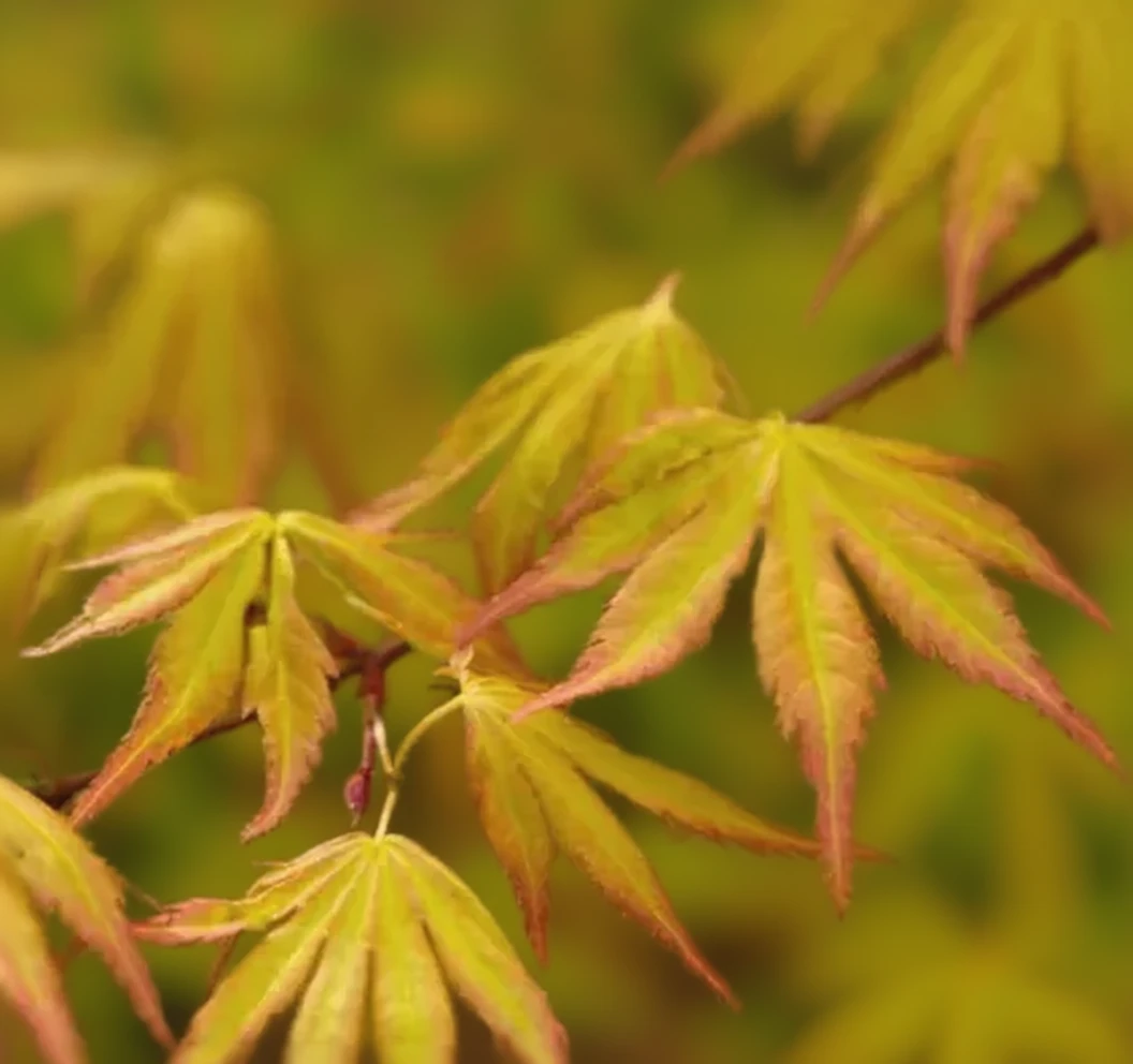 Орандж Дрім клен японський / Acer palmatum orange dream