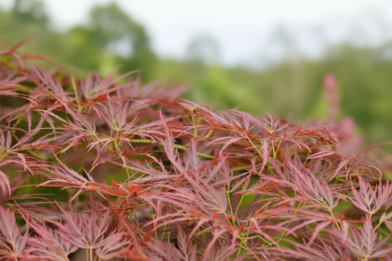 Орнатум клен японський / Acer palmatum ornatum