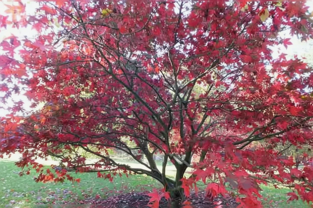 Клен японський Осаказукі