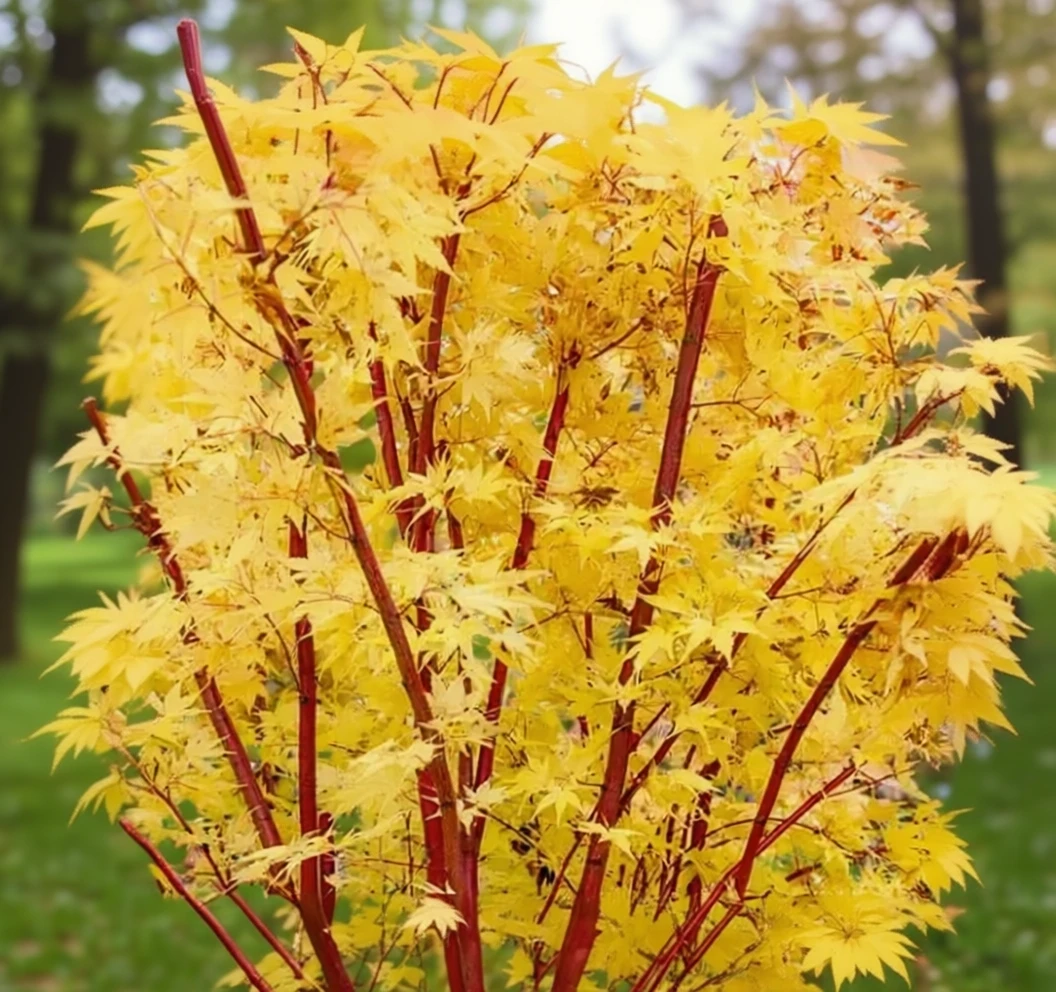 Клен японський Санго-Каку