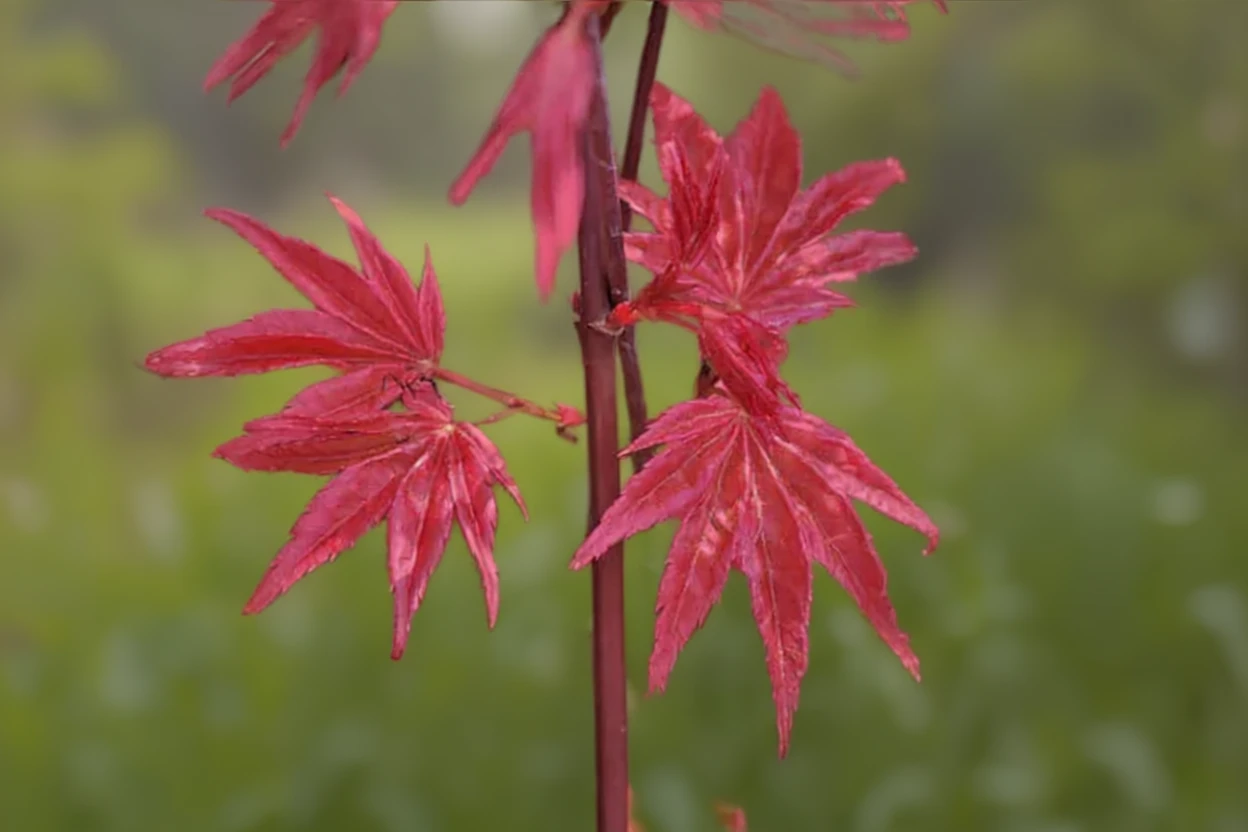 Клен японський Шін-Дешоджо