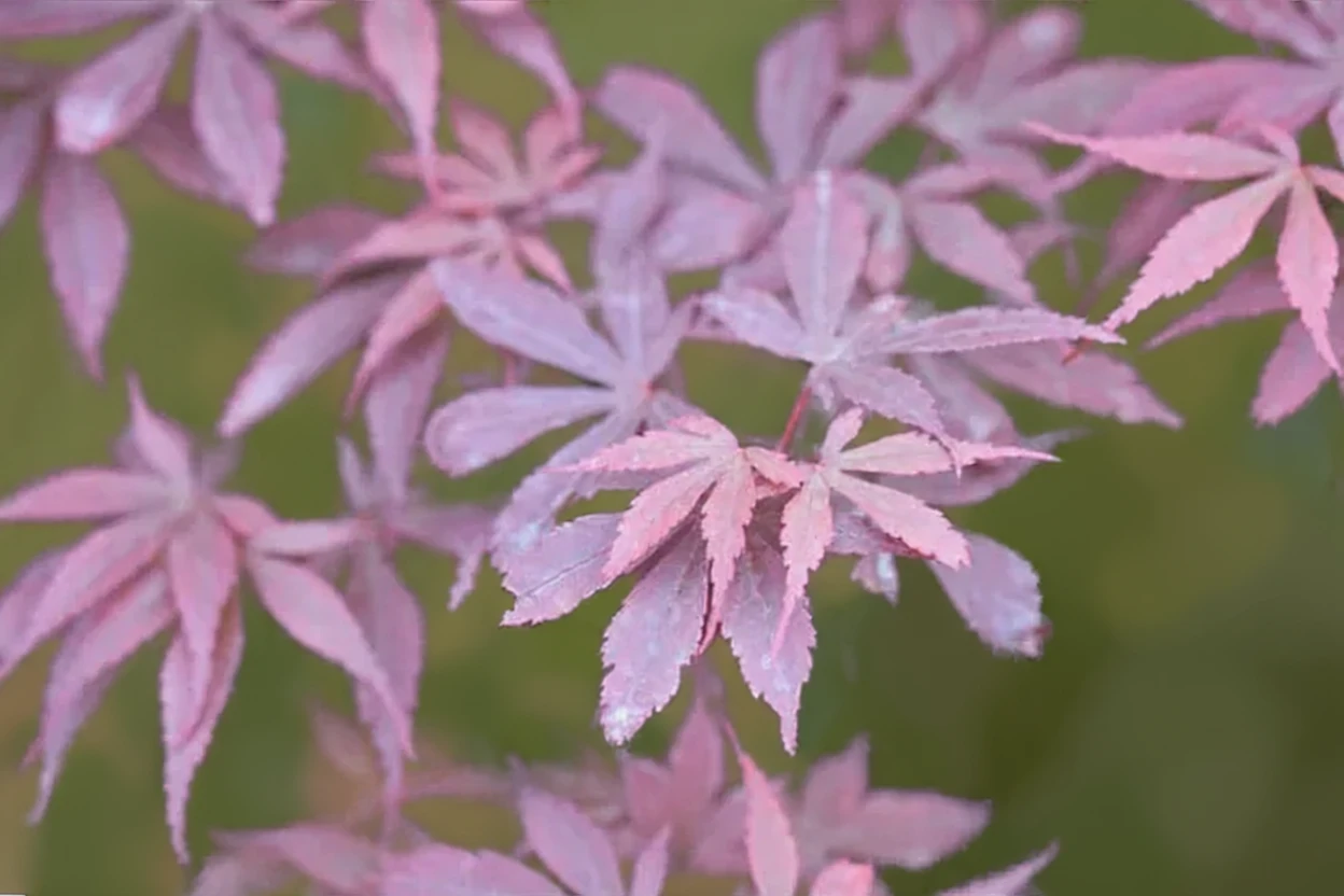 Клен японський Скітерс Брум