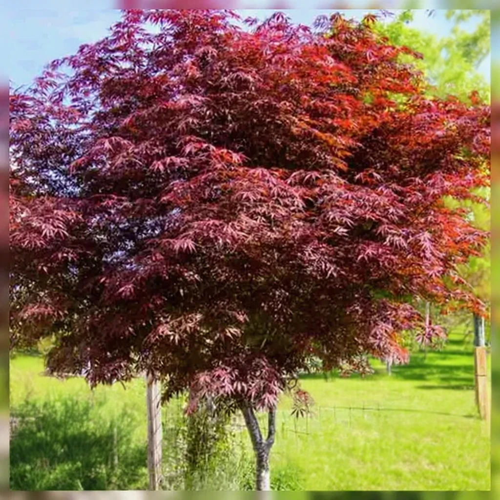 Клен японський Сумі-Нагаші