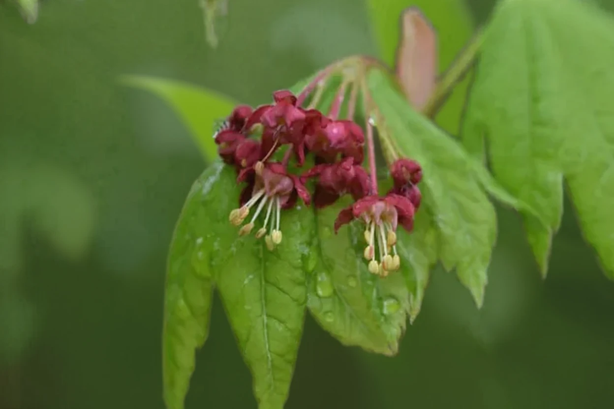 Клен японський Вітіфоліум