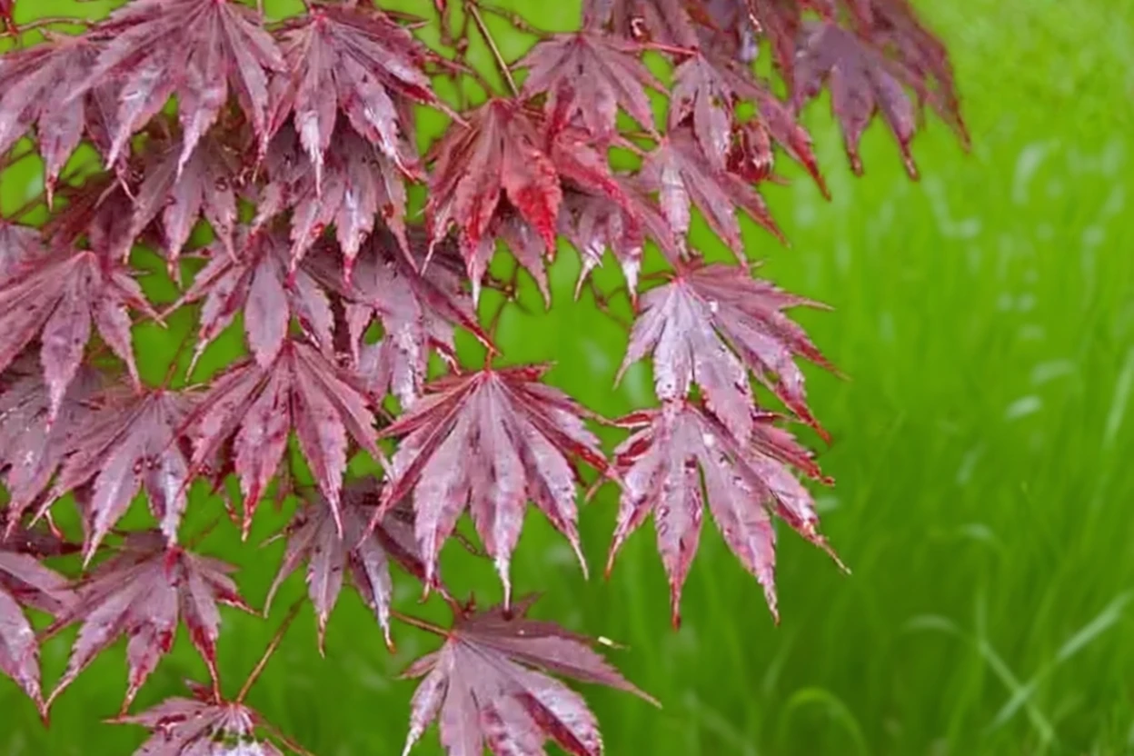 Ясемін клен японський / Acer palmatum yasemin