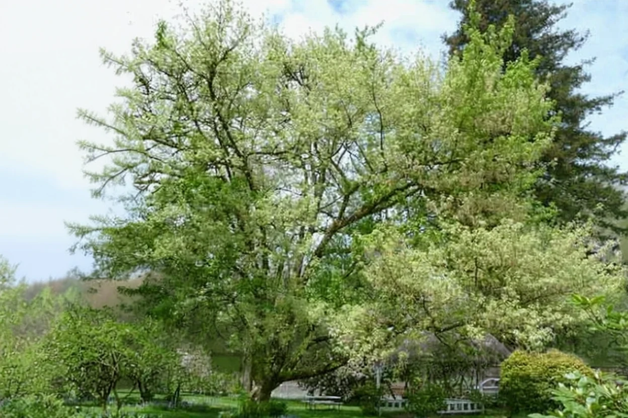 Клен ясенелистий Варіегатум / Acer negundo Variegatum