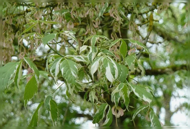 Клен ясенелистий Варіегатум