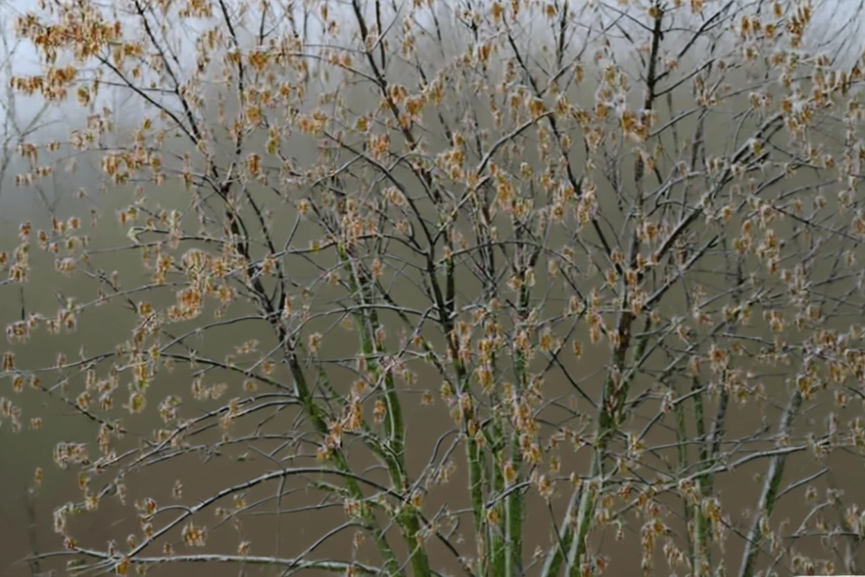 Клен ясенелистий