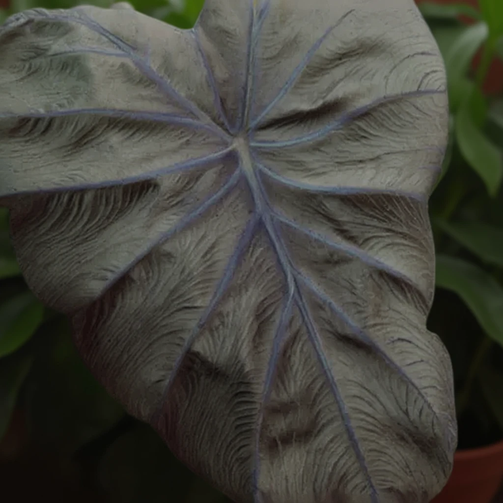 Колоказія Блек Корал / Colocasia esculenta Black Coral