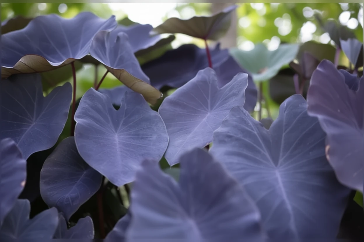 Колоказія Блек Меджик / Colocasia esculenta Black Magic