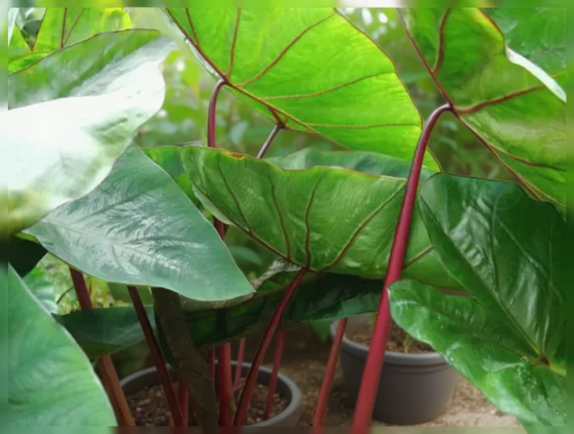 Колоказія Гавайян Панч / Colocasia esculenta Hawaiian Punch