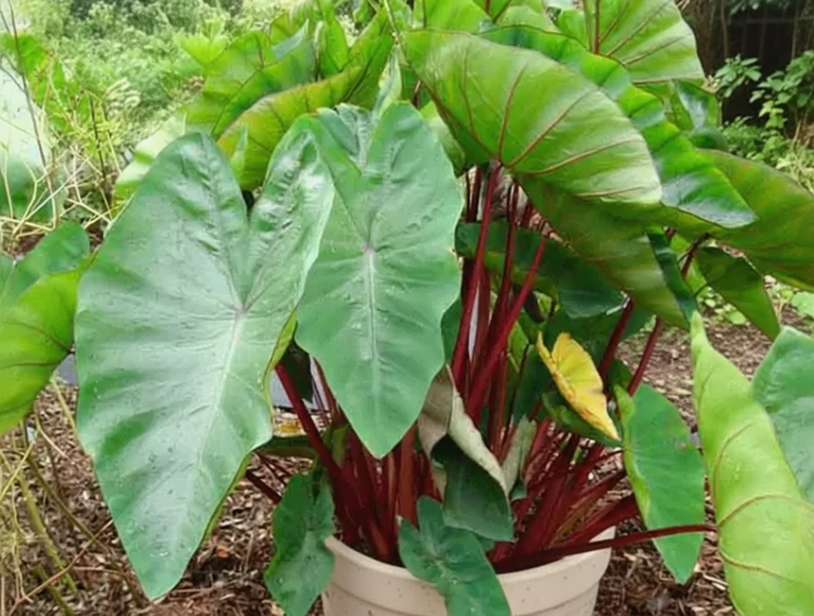 Колоказія Гавайян Панч