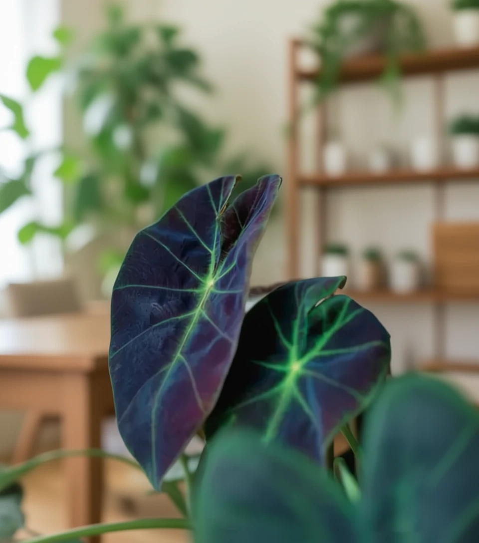 Колоказія Іллюстріс / Colocasia esculenta Illustris