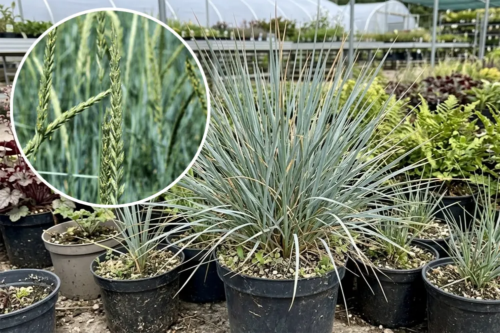 Колосняк піщаний