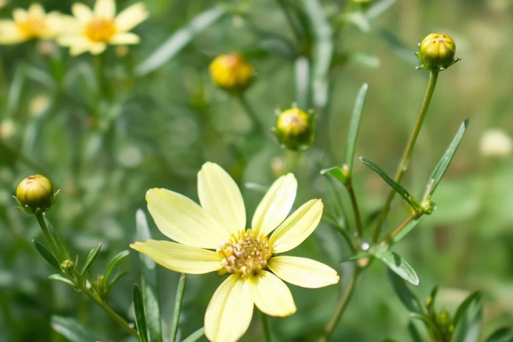 Кореопсис Мунбім / Coreopsis verticillata Moonbeam