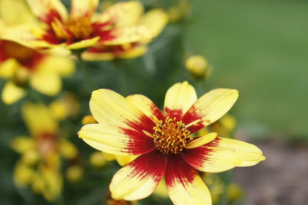 Кореопсис Роут 66 / Coreopsis verticillata Route 66
