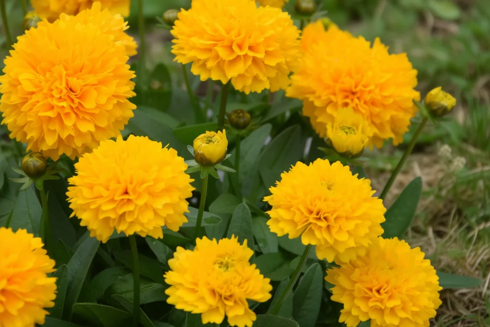Кореопсис  Соланна Голден Сфер / Coreopsis Solanna Golden Sphere