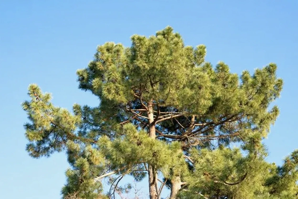 Короткохвойна сосна