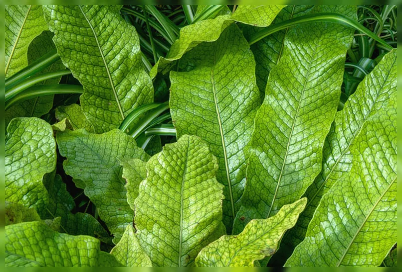 Крокодиляча папороть